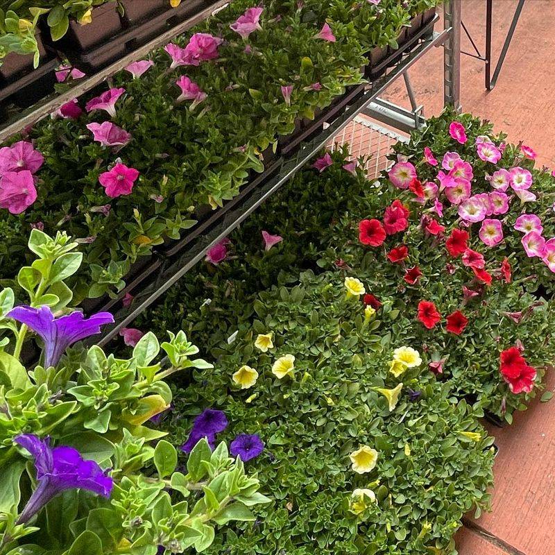 Calibrachoa Creates Cascading Waves