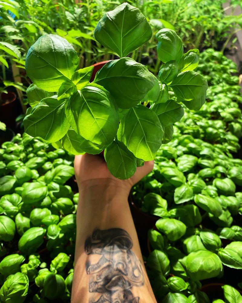 Basil – Aromatic and Edible