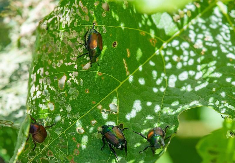 Destructive Japanese Beetles