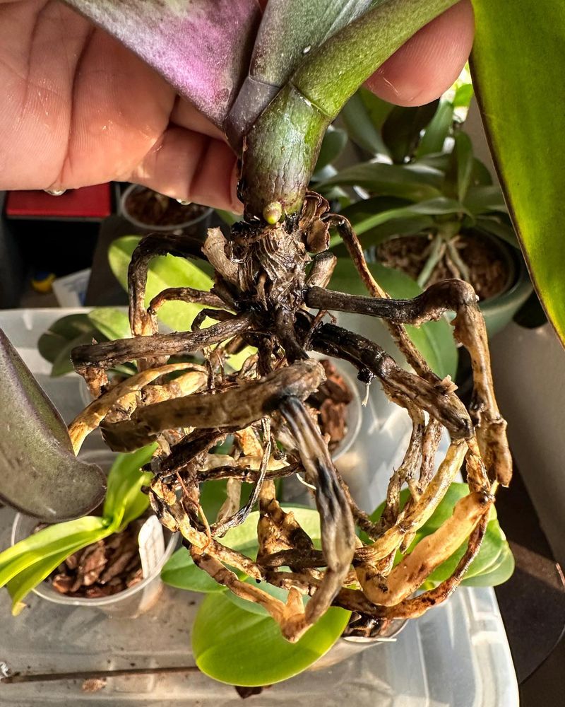 Root Rot From Overwatering