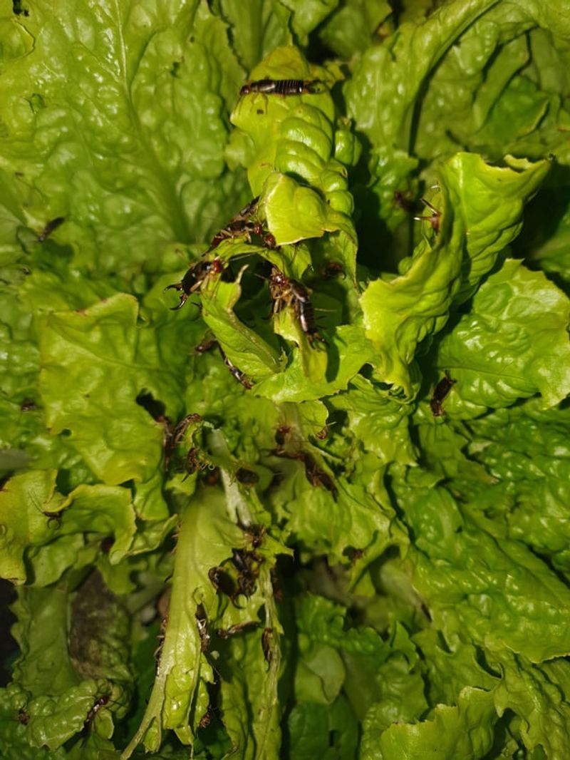Voracious Earwig Feeding