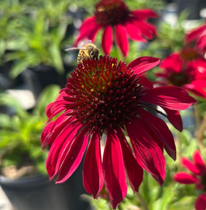 Echinacea (Coneflower)