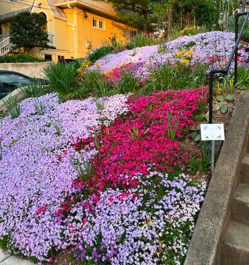 Creeping Phlox