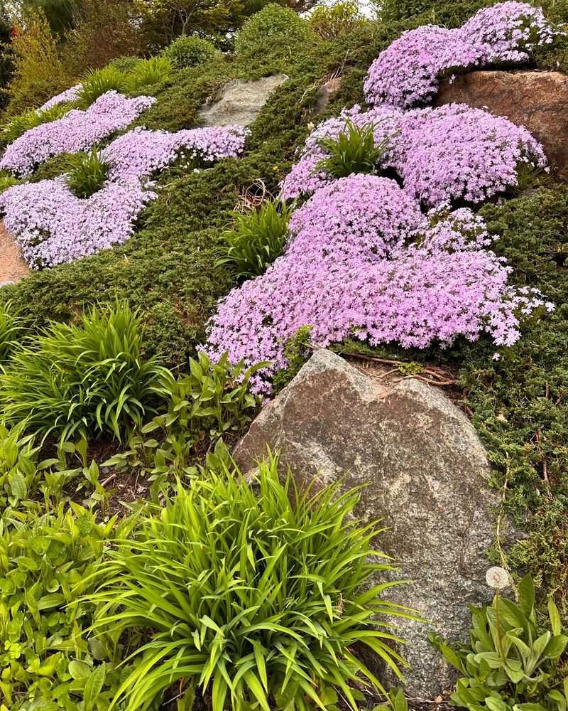 Creeping Phlox