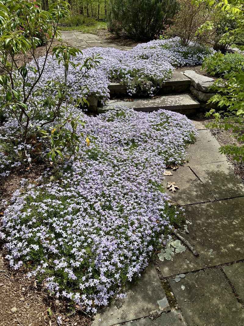 Creeping Phlox
