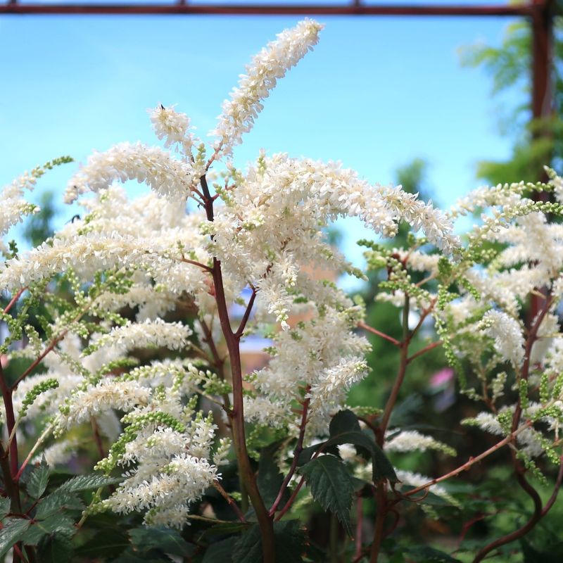 White Astilbe