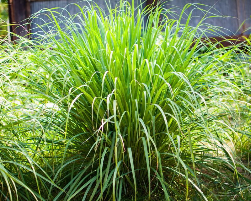 Lemongrass