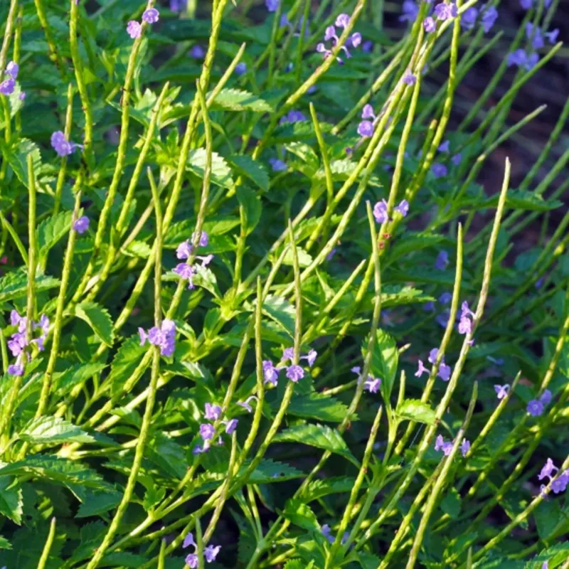 Blue Porterweed Creates Butterfly Heaven