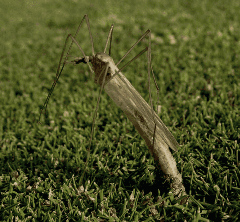 European Crane Flies