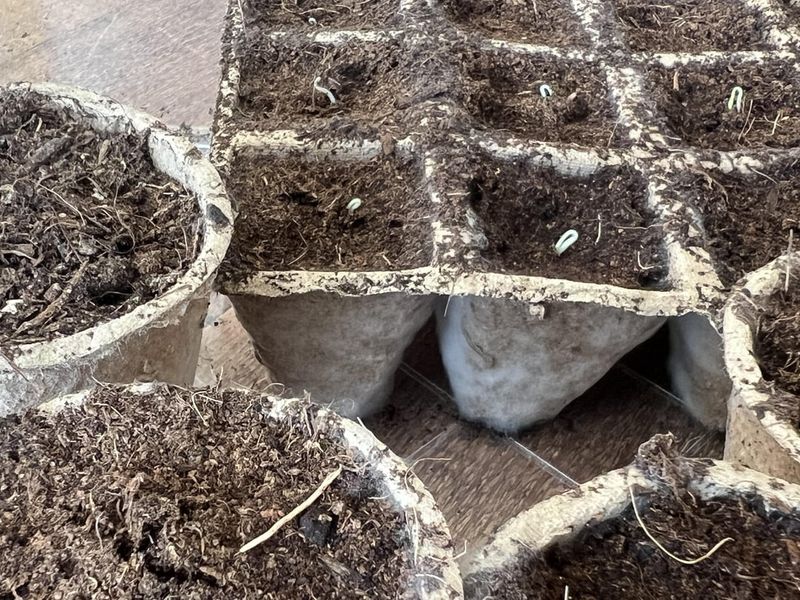 Egg Carton Mulch