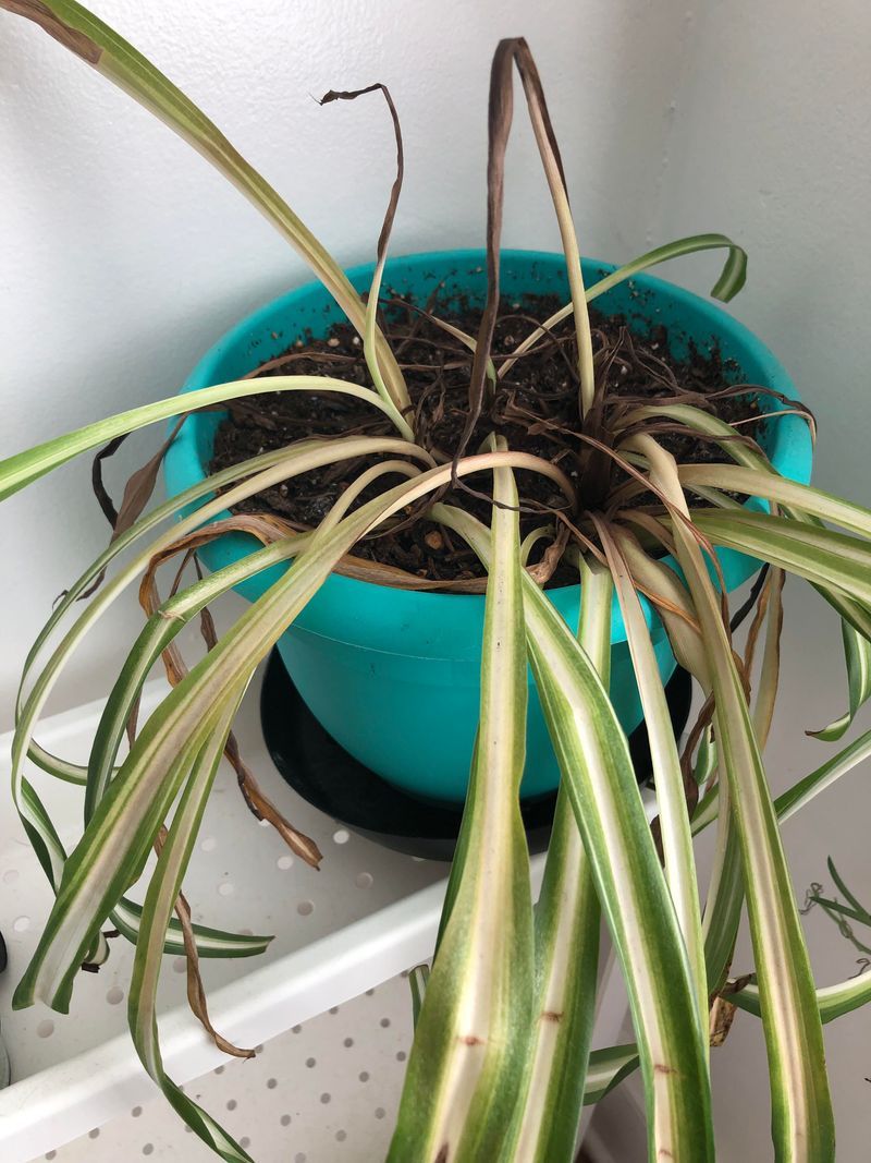 Fewer Baby Plantlets Hanging Down
