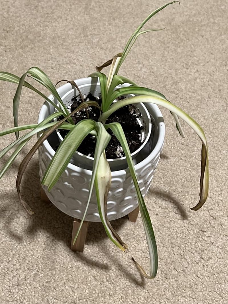 Wilting Despite Wet Soil