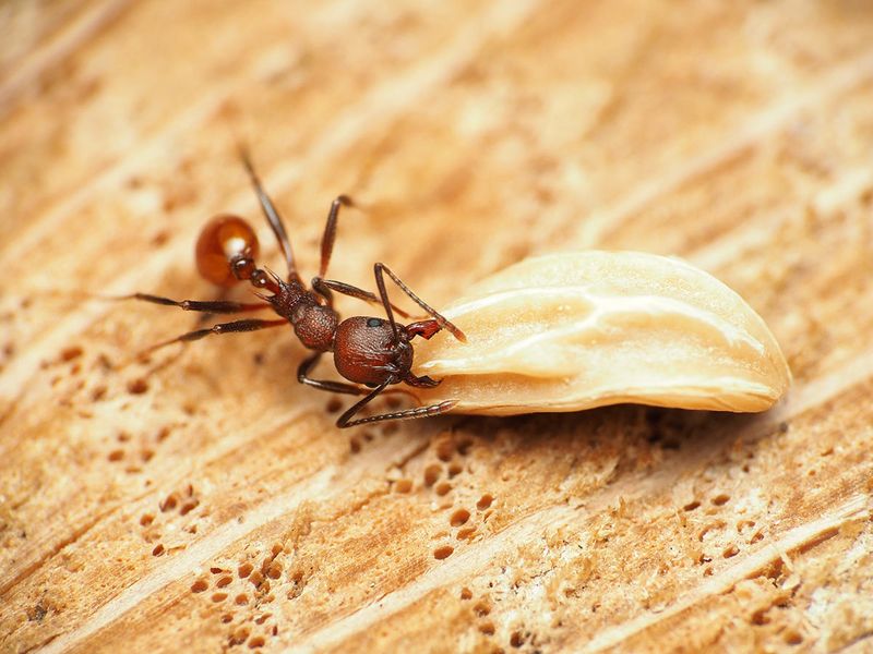 Seed Dispersers For Free
