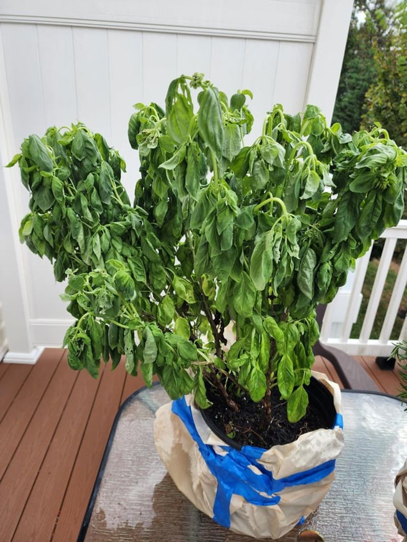 Harvesting Stress
