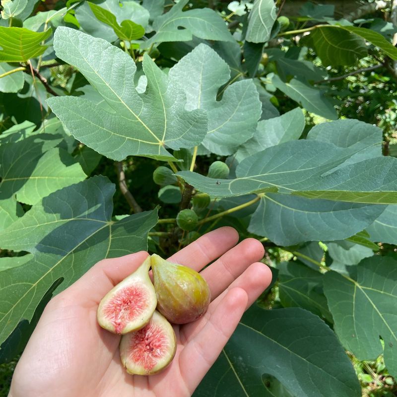 Top-Heavy Tree Keeps Tipping Over