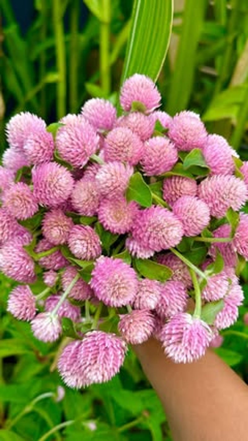 Low-Allergen Option