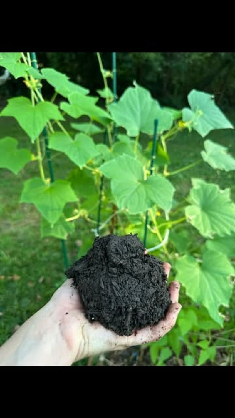 Compost: Garden's Black Gold