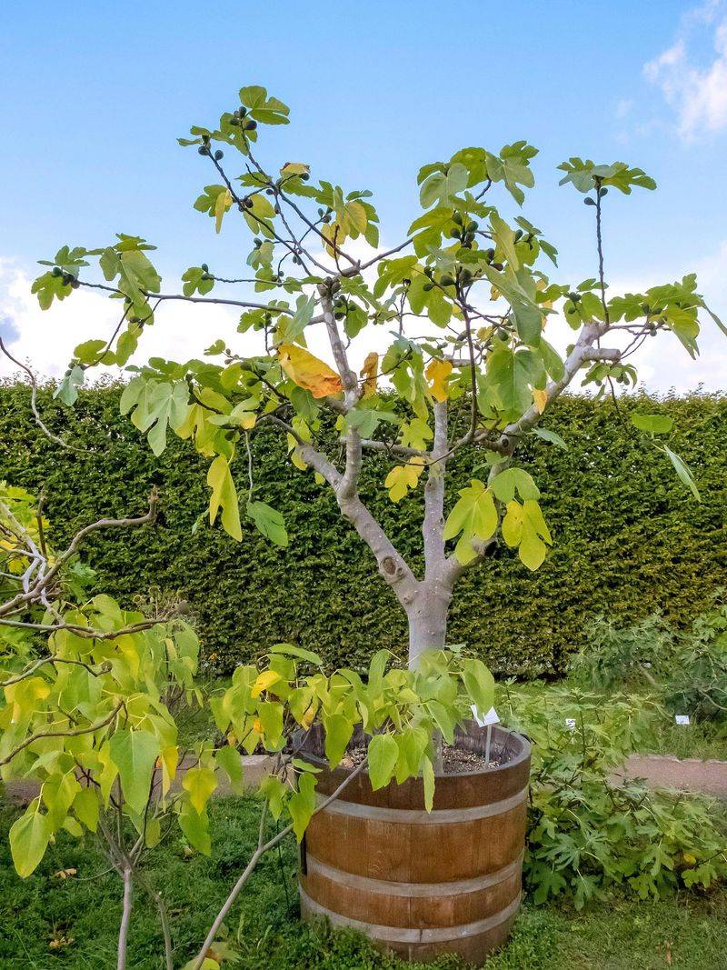 Tree Age Has Reached Transplant Maturity