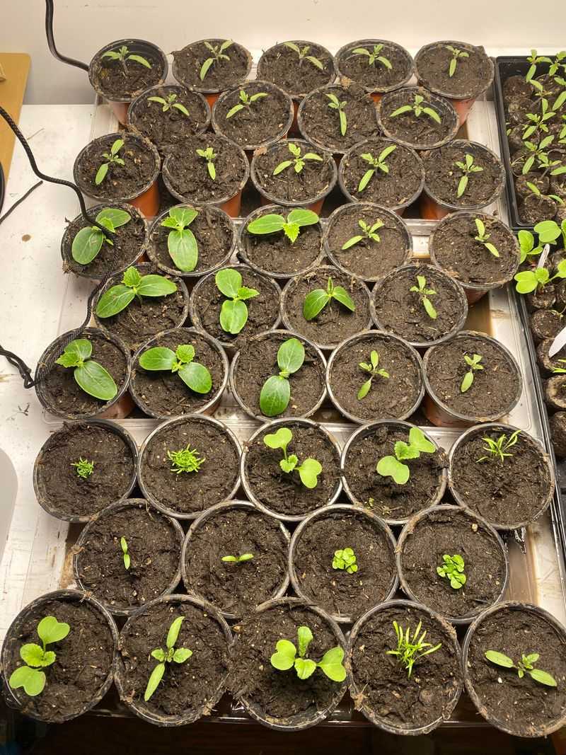 Thinning Seedlings For Healthier Plants