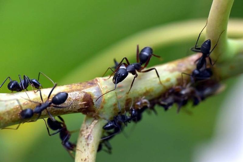 Ant Trail Disruptor