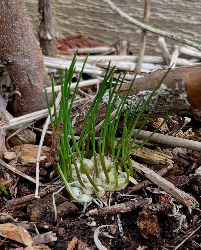Secondary Root Development