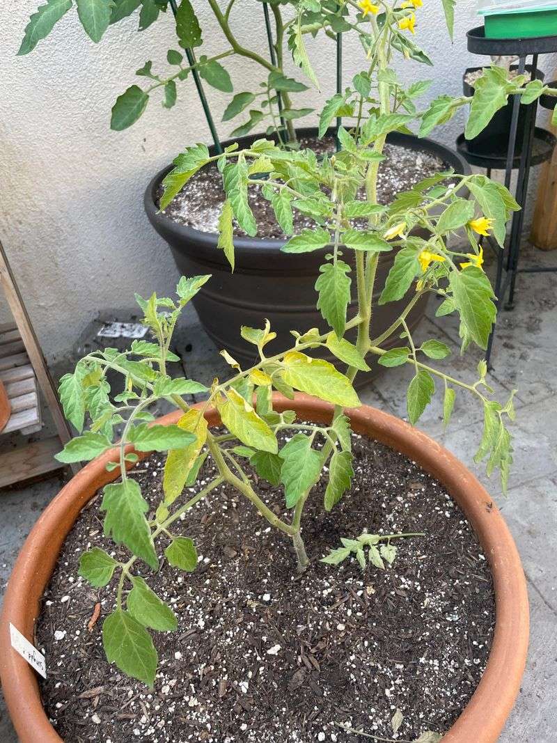 Transplant Shock