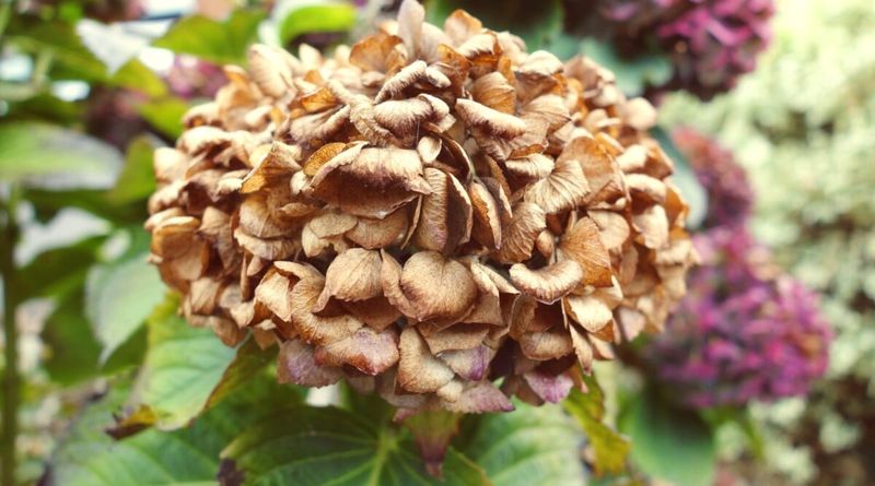 Container Plants Face Extra Challenges