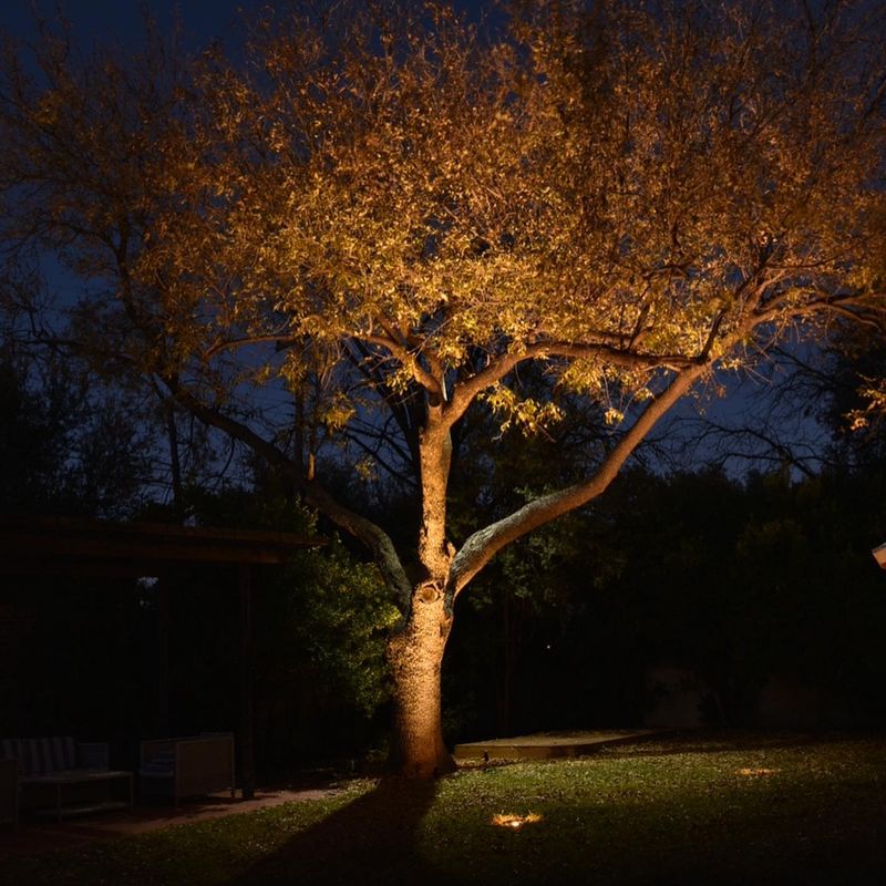 Uplighting For Trees