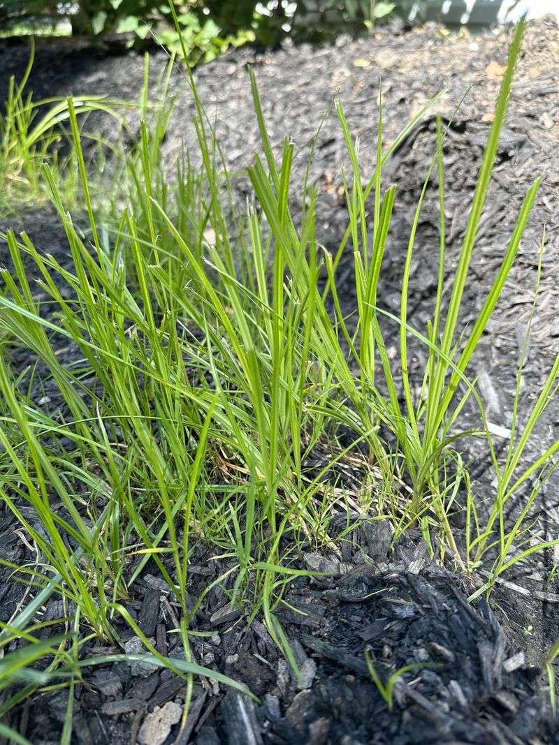Improve Soil Drainage