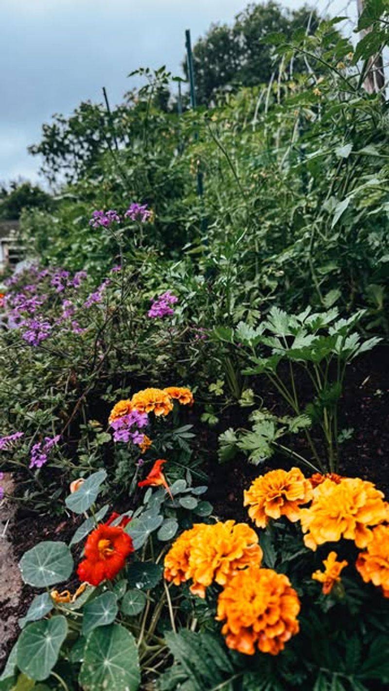 Dense Planting Strategies