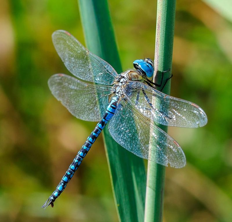 Dragonflies