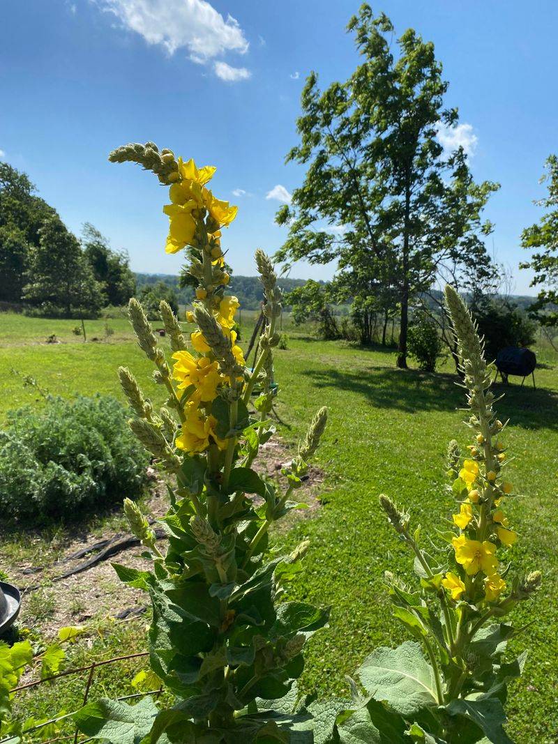 Mullein (Verbascum thapsus)