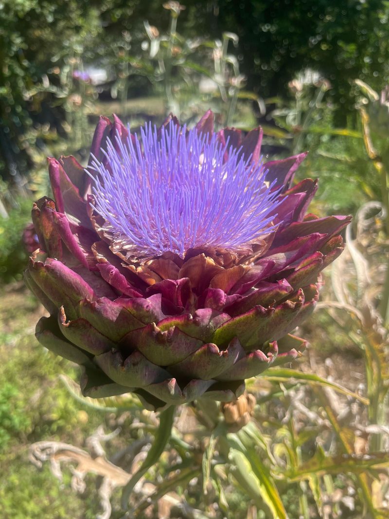 Globe Artichoke