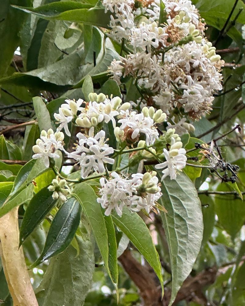 Seven-Son Flower