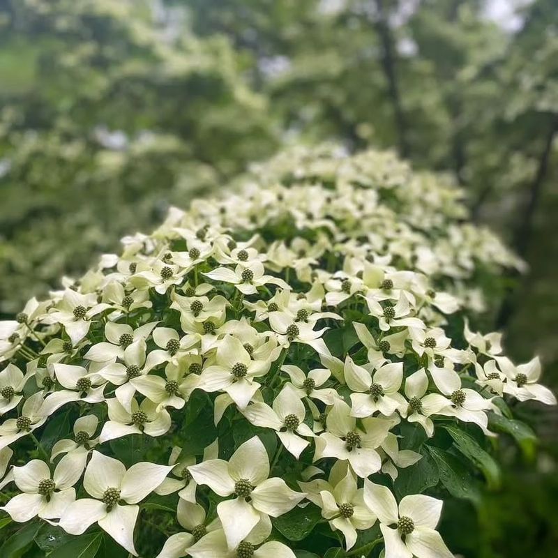 Kousa Dogwood