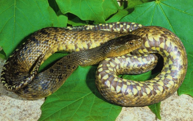 Mississippi's Wetland Woes
