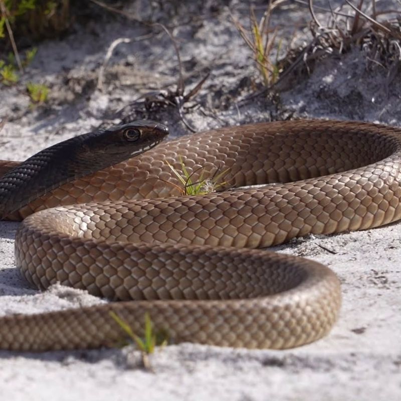 Eastern Coachwhip
