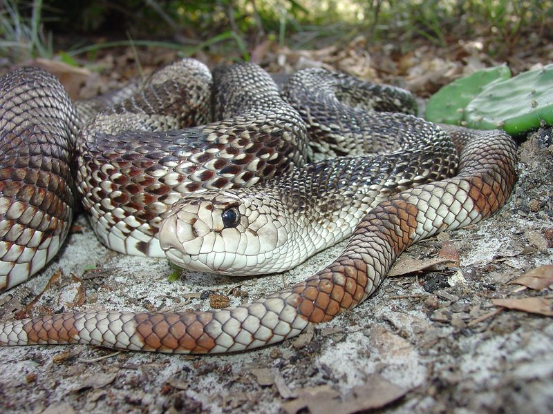 Florida Pine Snake
