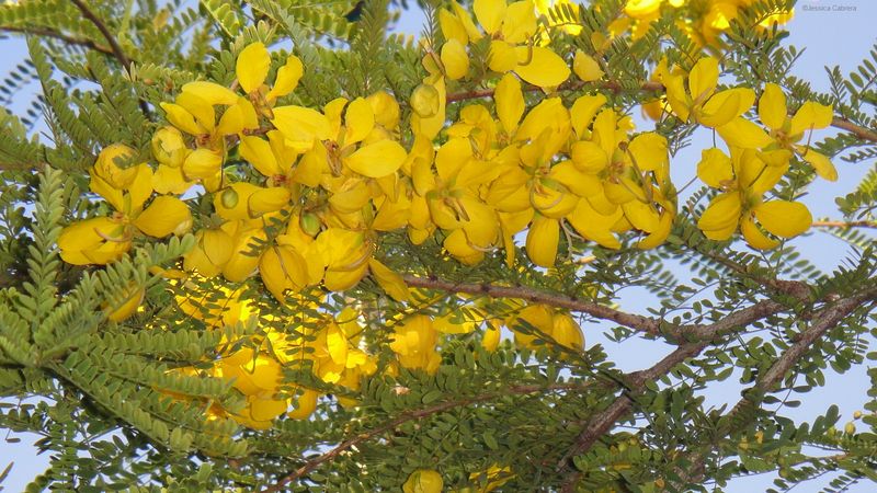 Desert Cassia