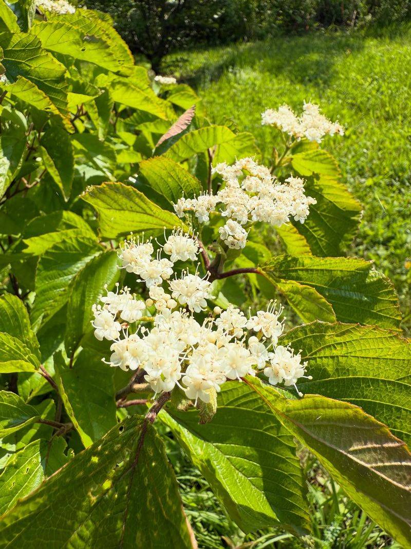 Viburnum