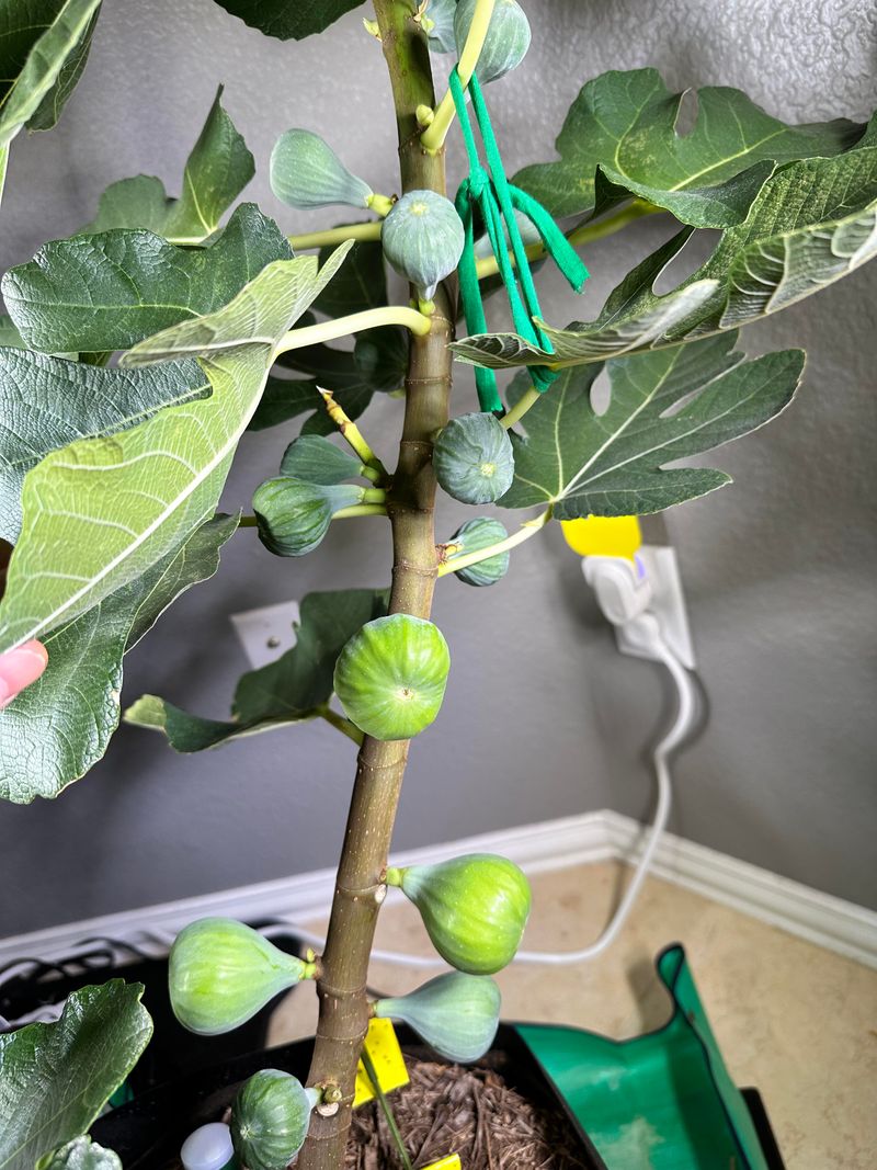 No Pesticides Needed