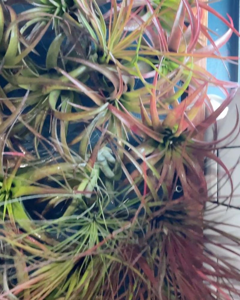 No-Soil Wonders