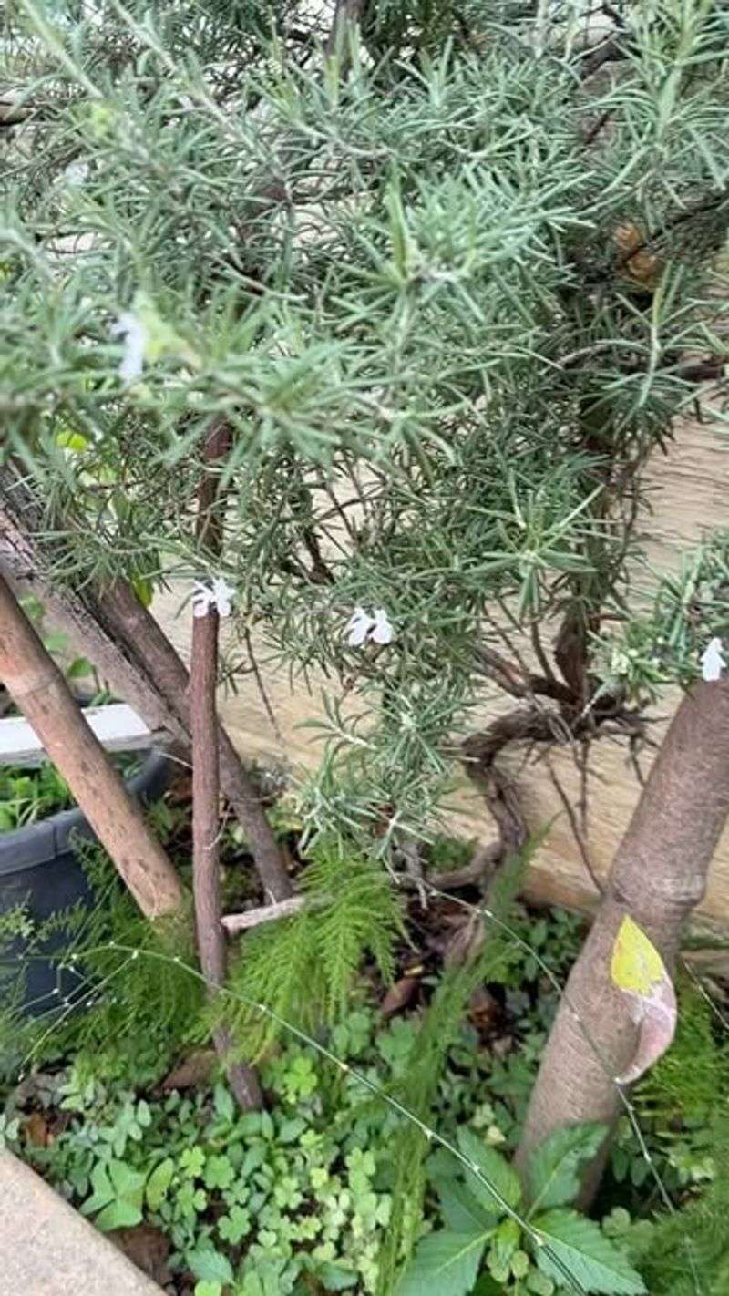 Natural Air Freshener