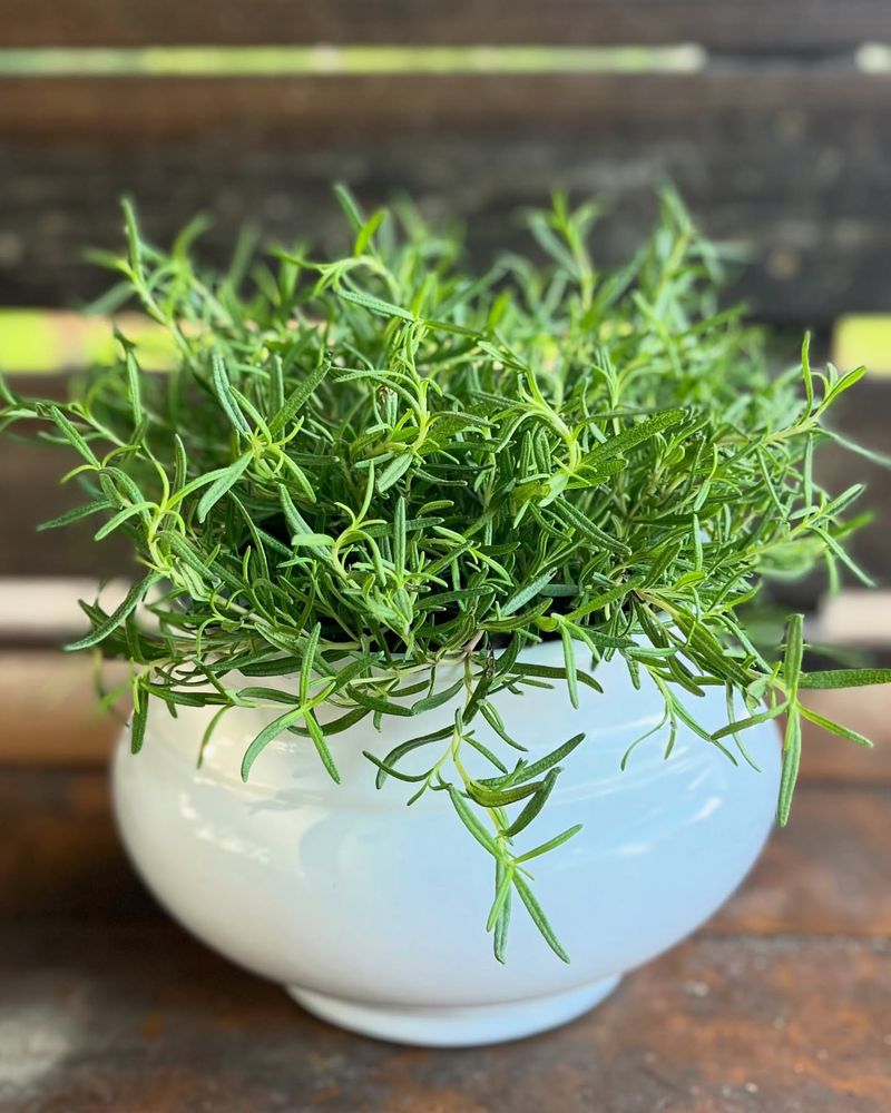 Aromatic Rosemary