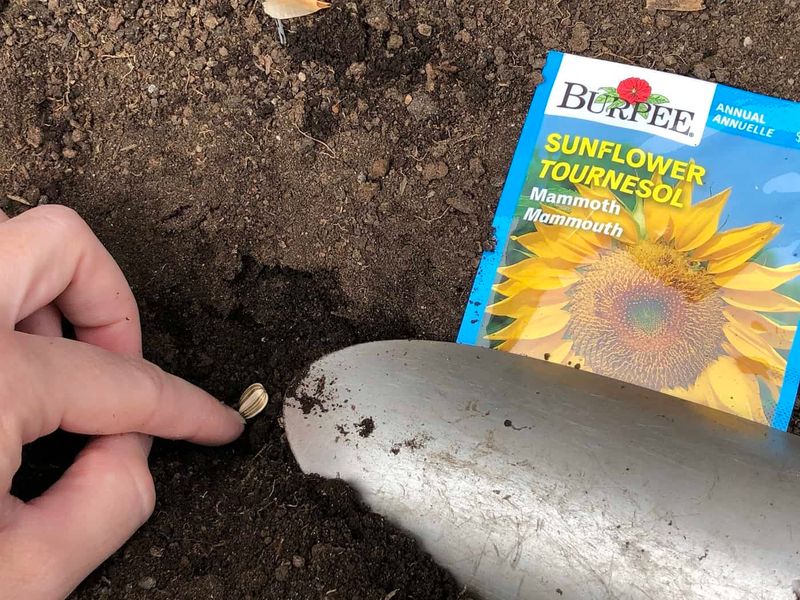 Plant Seeds At Proper Depth