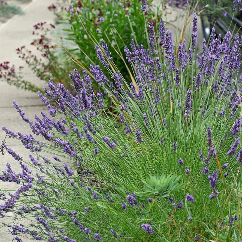 Lavandin (Lavandula x intermedia)