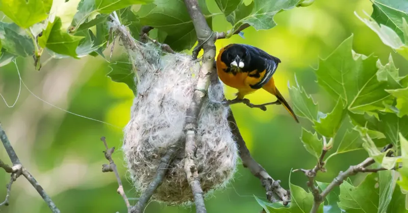 Offering Nesting Materials in Spring