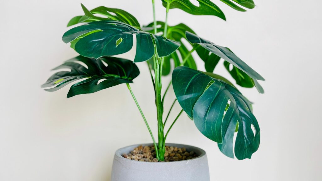 houseplant