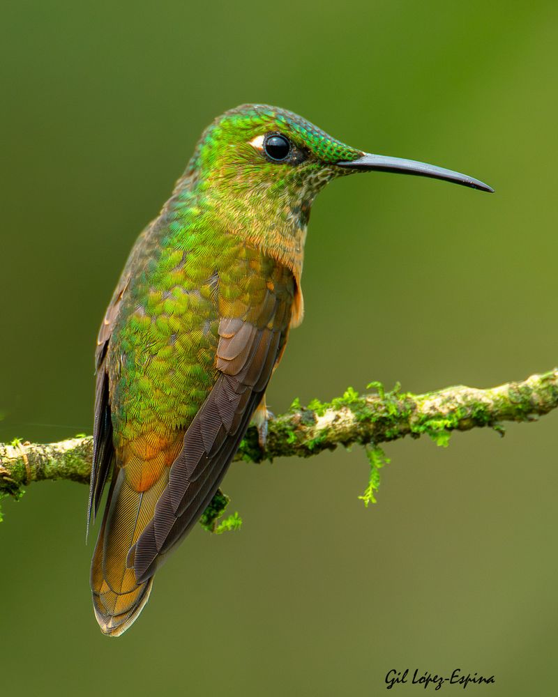 Hummingbird Helpers