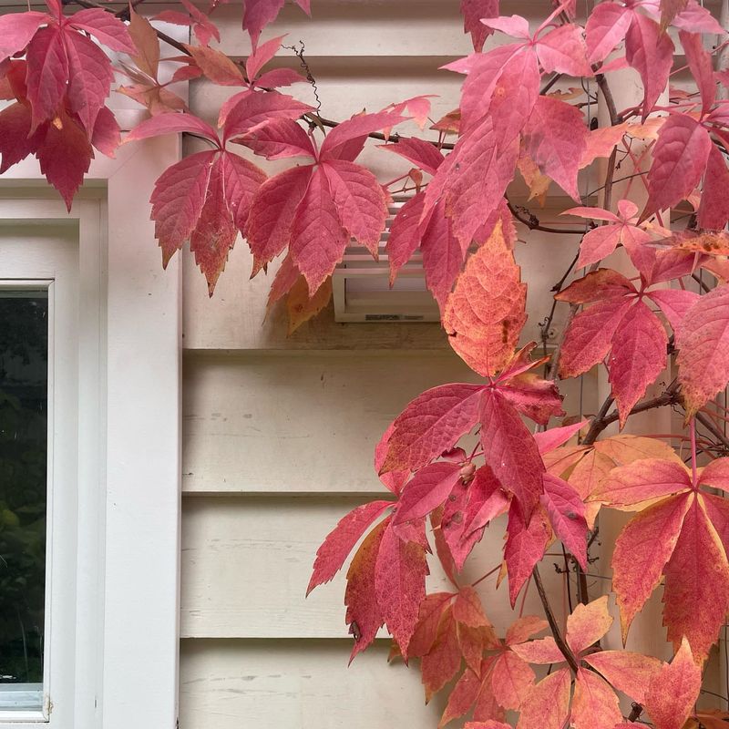 Virginia Creeper (Parthenocissus quinquefolia)